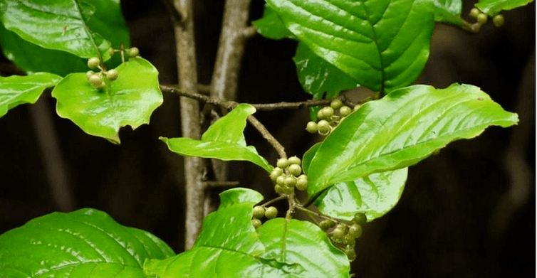Ayurvedic herb Vidanga - an effective remedy against parasites in the intestines