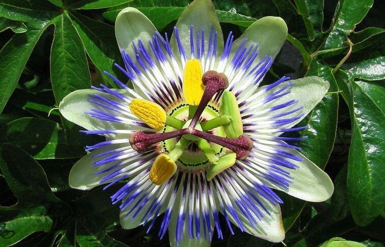 Passion flower flower helps fight parasites