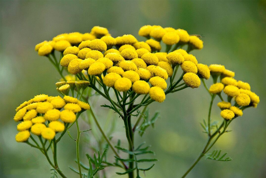 Tansy against worms in the body