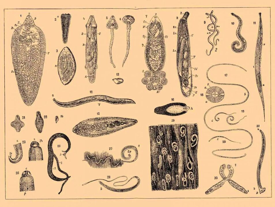 Types of worms