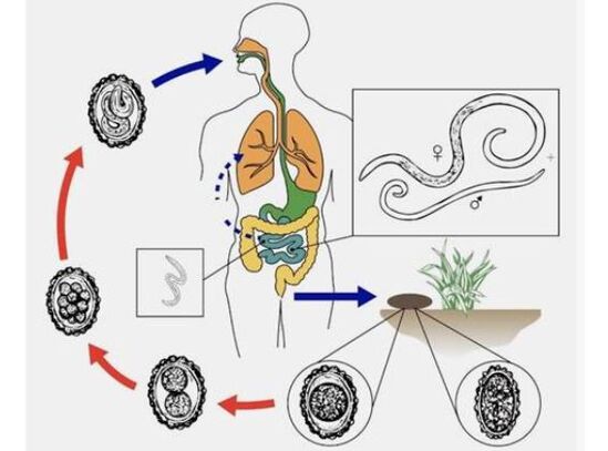 Life cycle of worms